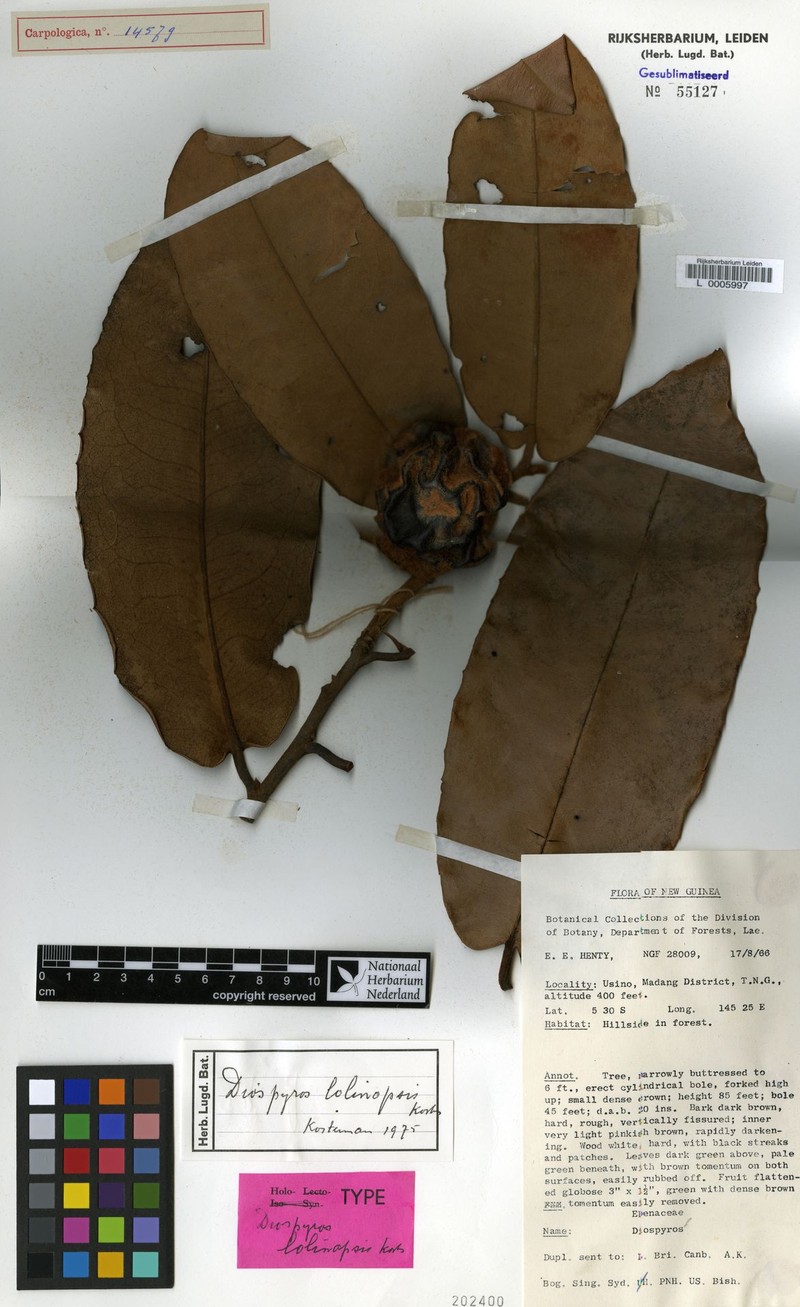 Diospyros lolinopsis photo 3