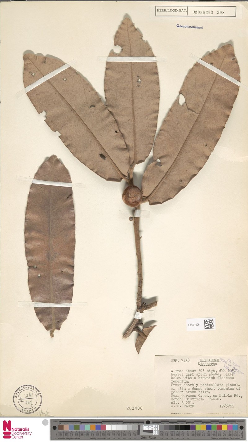 Diospyros lolinopsis photo 4