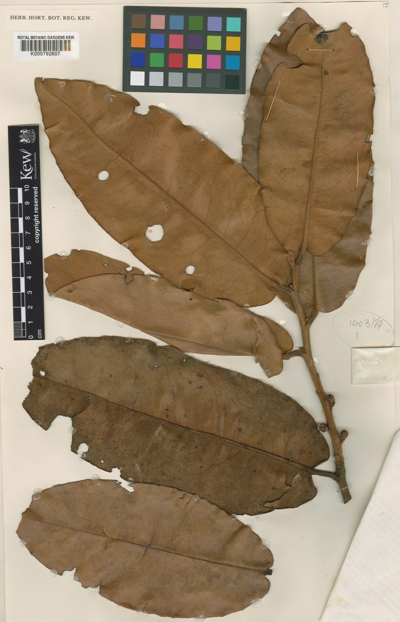 Diospyros lolinopsis photo 5