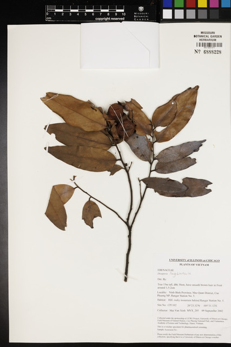 Diospyros longibracteata
