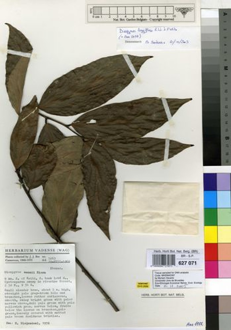 Diospyros longiflora