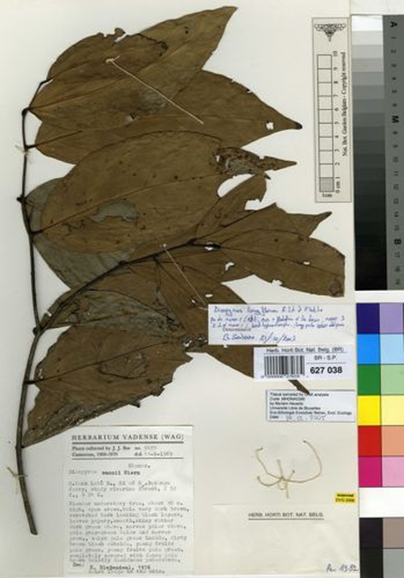 Diospyros longiflora photo 2