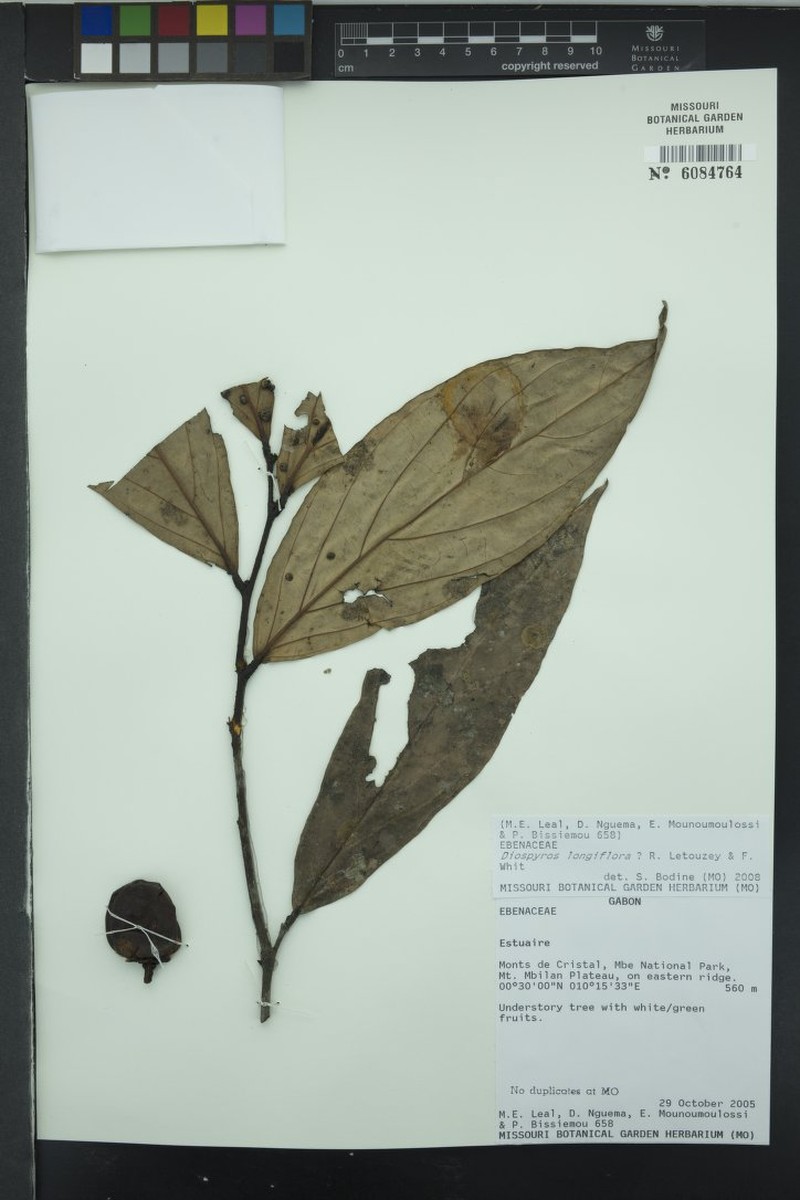 Diospyros longiflora photo 3