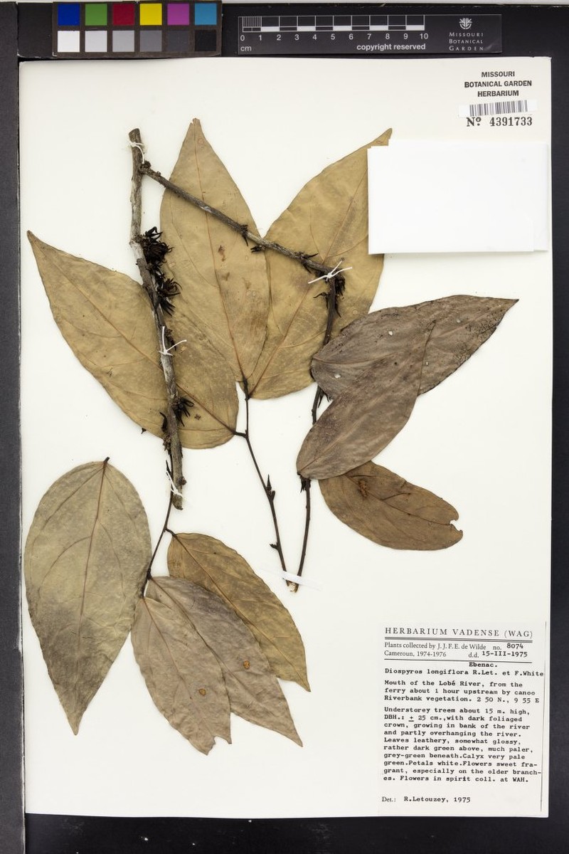 Diospyros longiflora photo 4