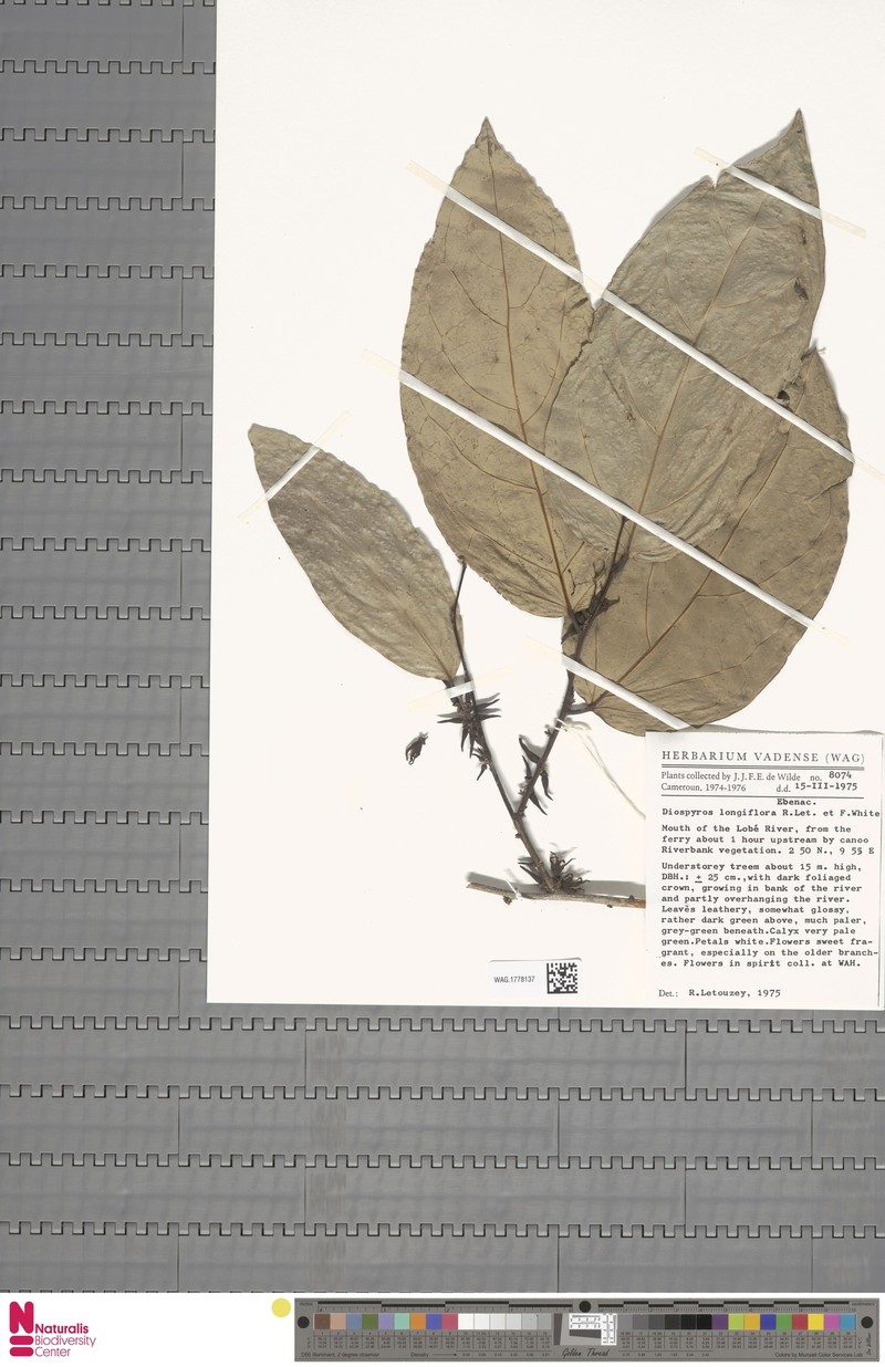 Diospyros longiflora photo 5