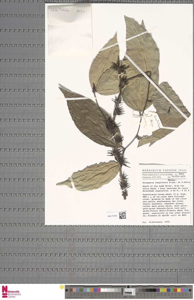 Diospyros longiflora photo 6