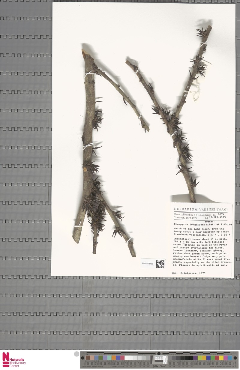 Diospyros longiflora photo 7