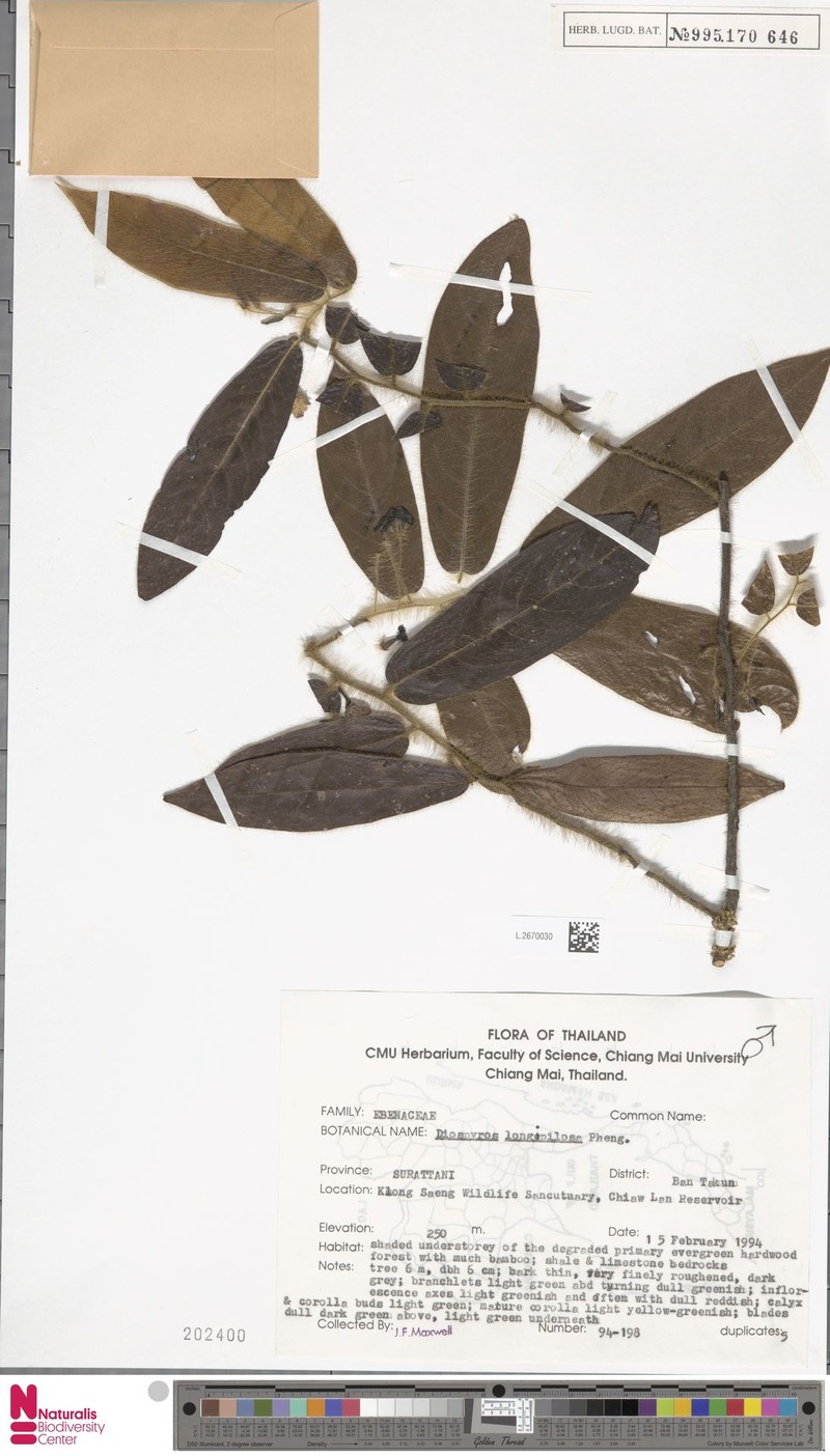 Diospyros longipilosa