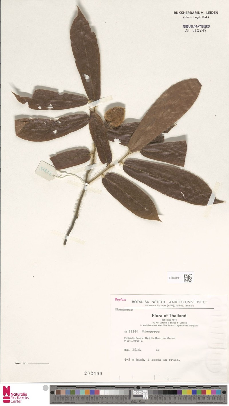 Diospyros longipilosa photo 2