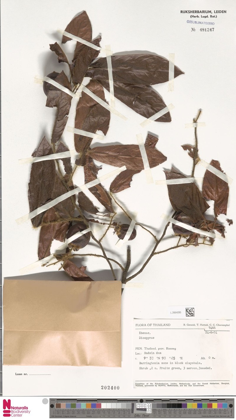 Diospyros longipilosa photo 3