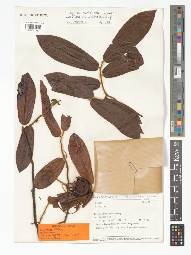 Diospyros longipilosa photo 4