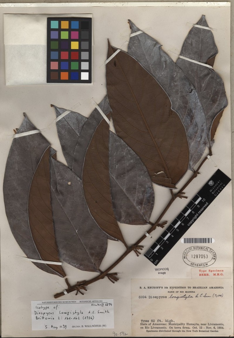 Diospyros longistyla