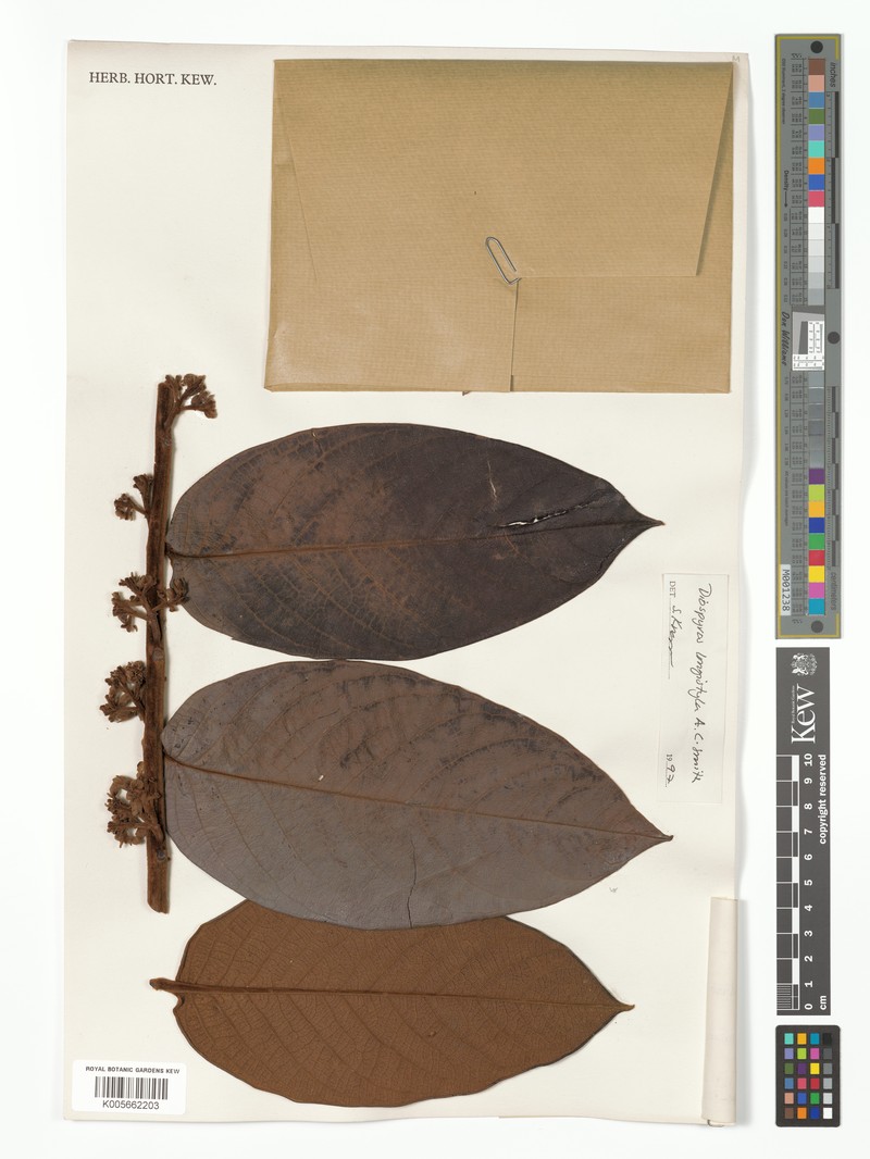 Diospyros longistyla photo 2