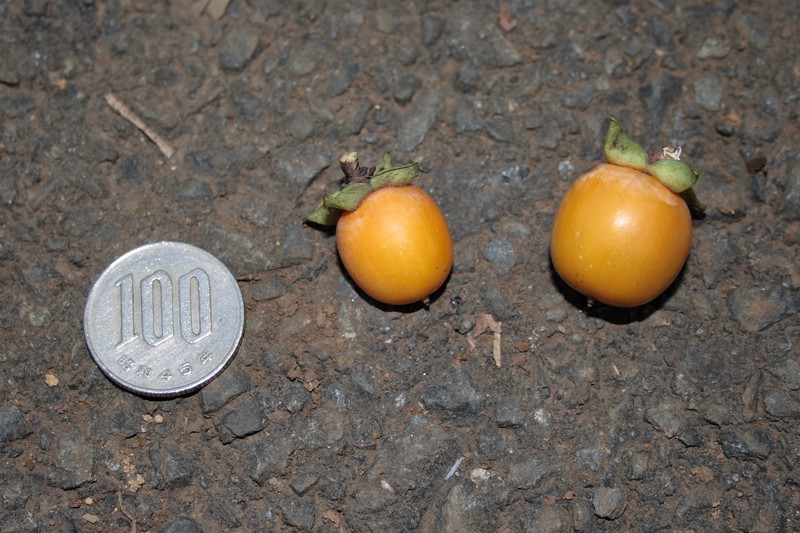 Date Plum photo 2