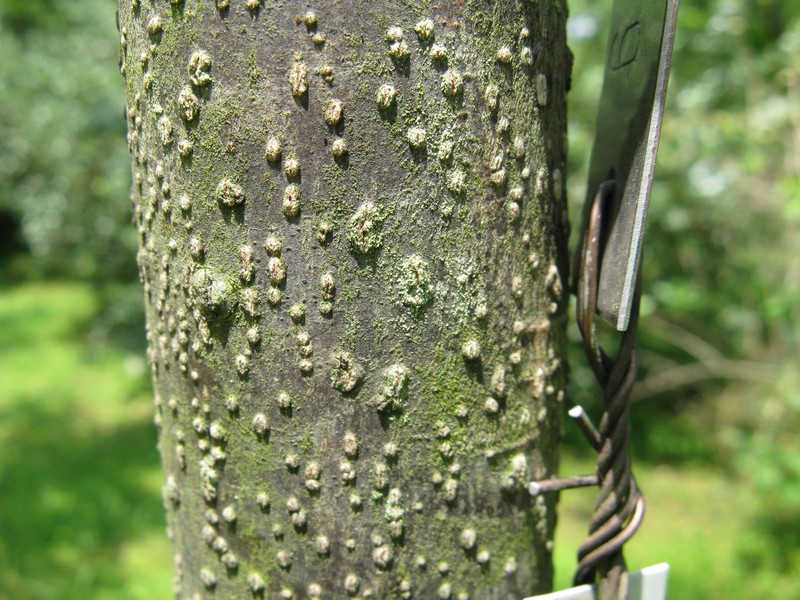 Date Plum photo 3