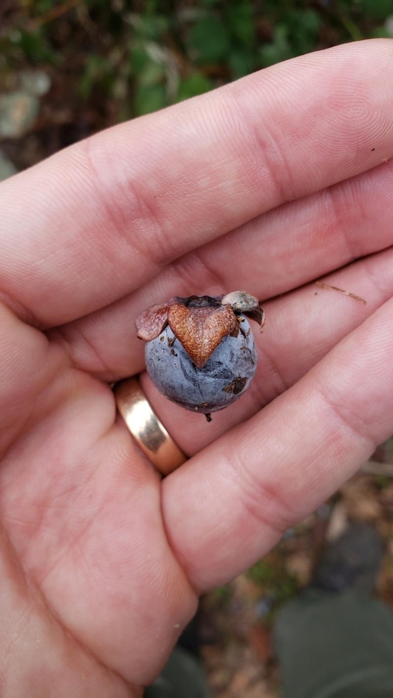 Date Plum photo 4