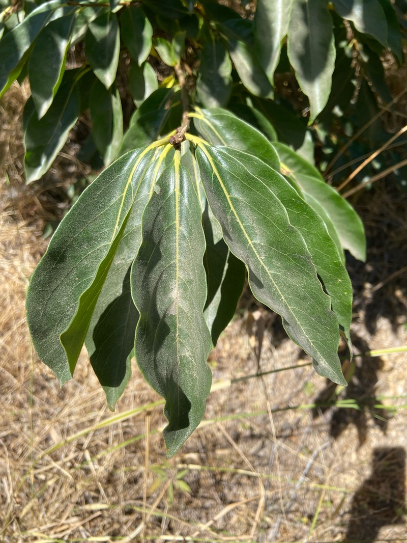 Date Plum photo 5