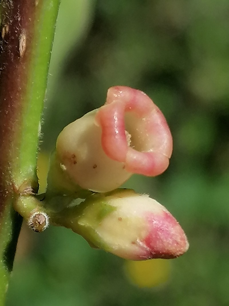 Date Plum photo 6