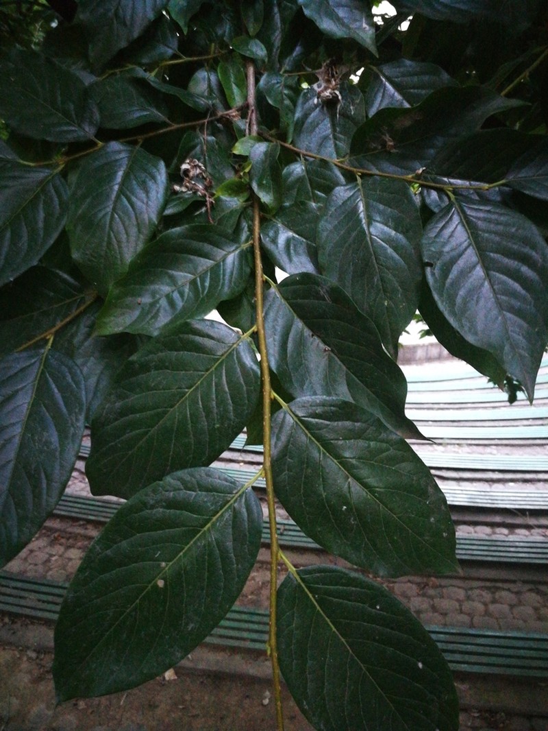 Date Plum photo 7