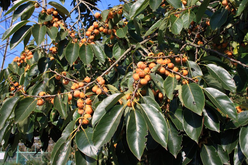 Date Plum