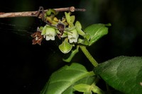 Diospyros loureiroana