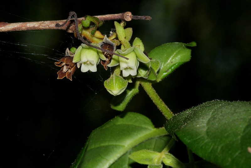 Diospyros loureiroana