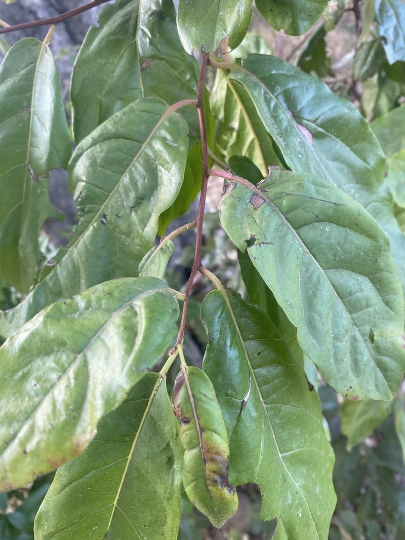 Diospyros loureiroana photo 2