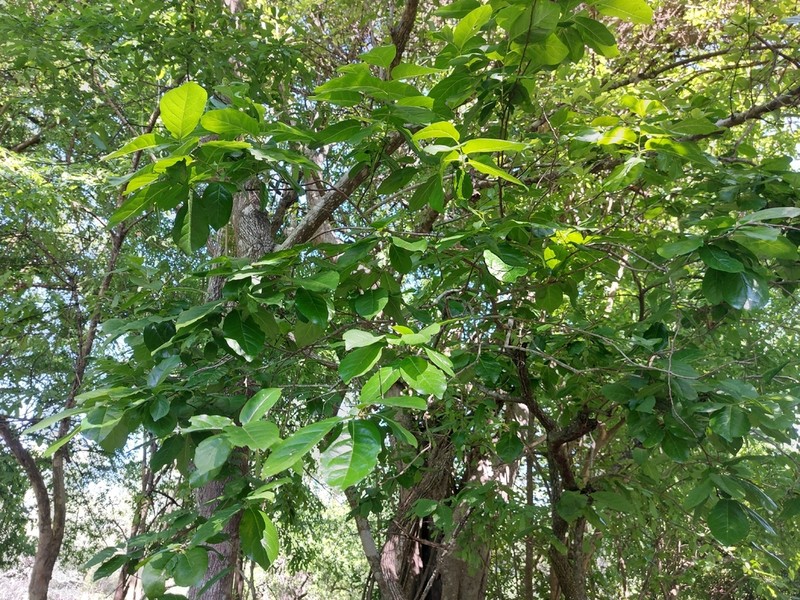 Diospyros loureiroana photo 3