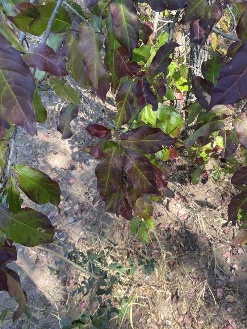 Diospyros loureiroana photo 4