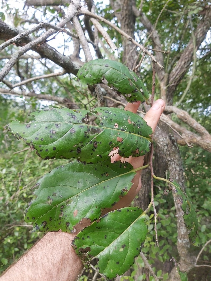 Diospyros loureiroana photo 5