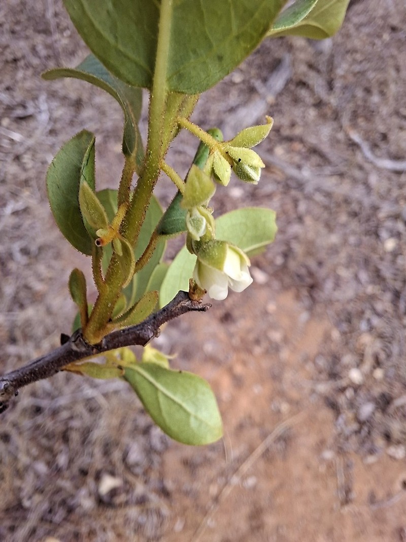 Diospyros loureiroana photo 6