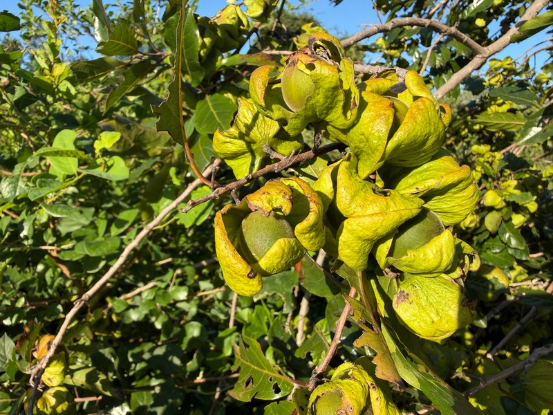 Diospyros loureiroana photo 7