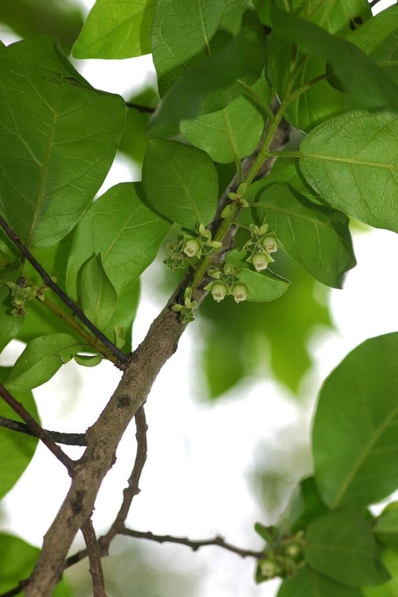Diospyros loureiroana photo 8