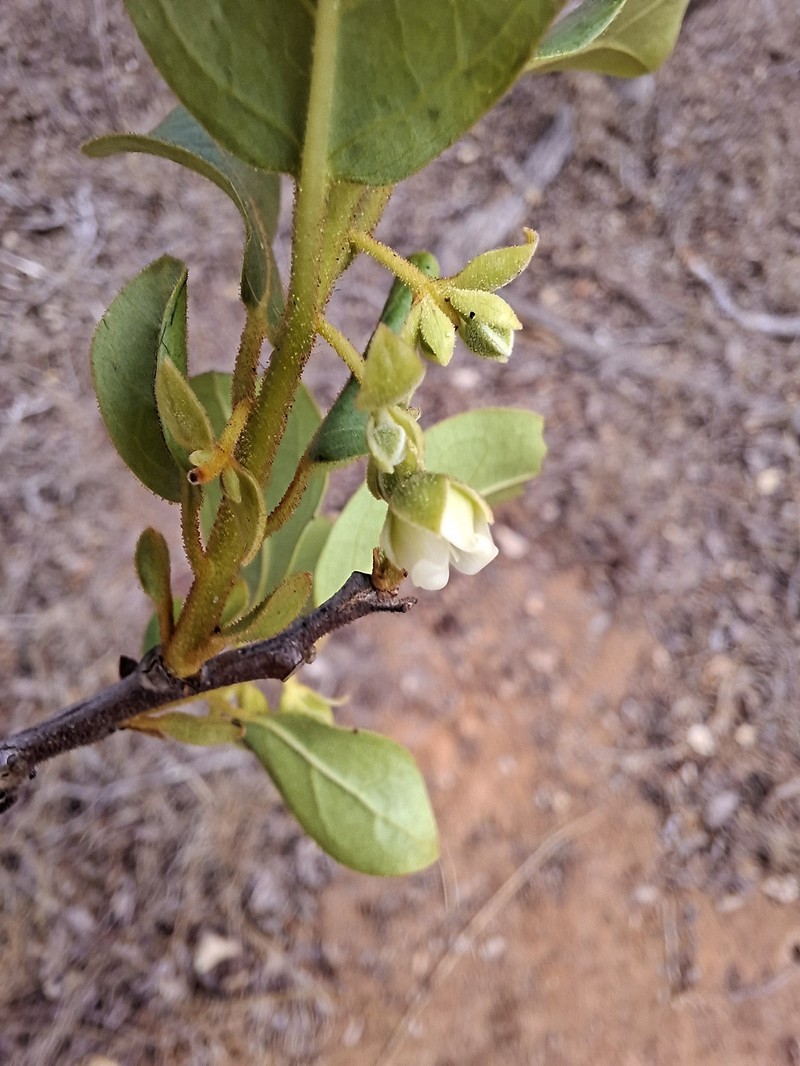 Diospyros loureiroana subsp. loureiroana