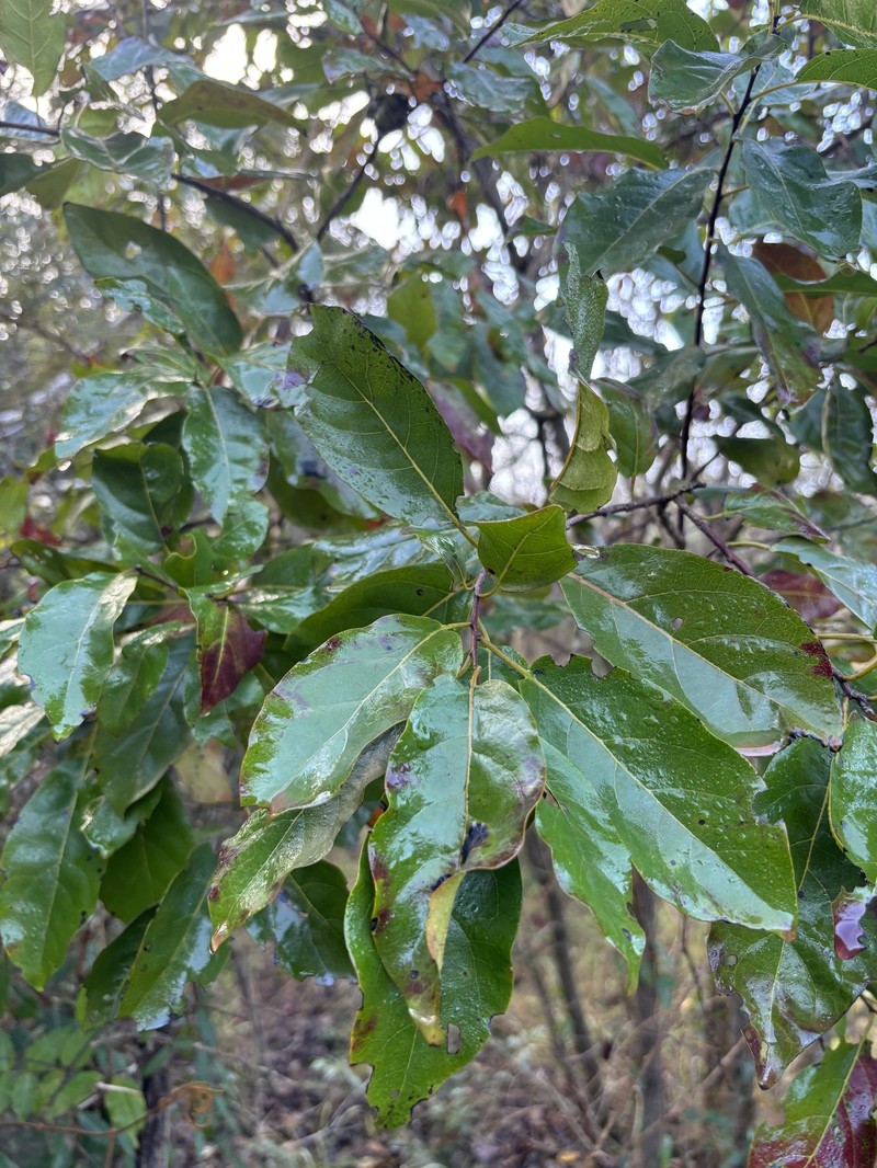 Diospyros loureiroana subsp. loureiroana photo 2