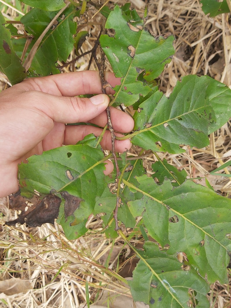 Diospyros loureiroana subsp. loureiroana photo 3