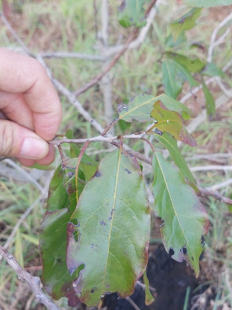 Diospyros loureiroana subsp. loureiroana photo 5