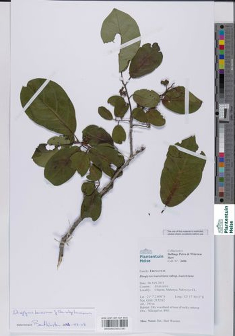 Diospyros loureiroana subsp. loureiroana photo 6