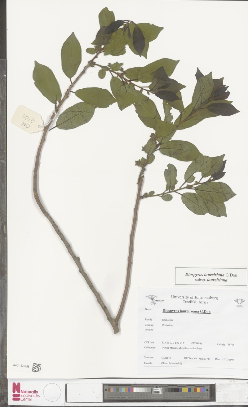 Diospyros loureiroana subsp. loureiroana photo 7