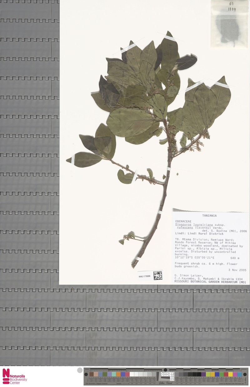 Diospyros loureiroana subsp. rufescens