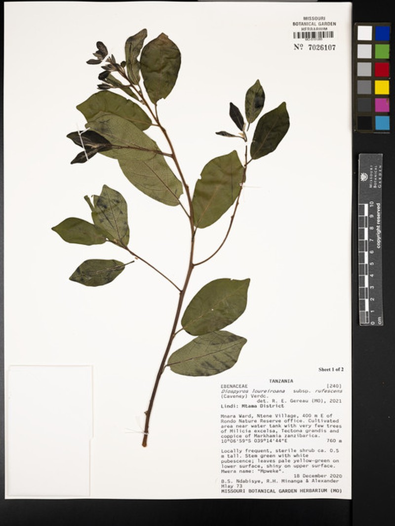 Diospyros loureiroana subsp. rufescens photo 2