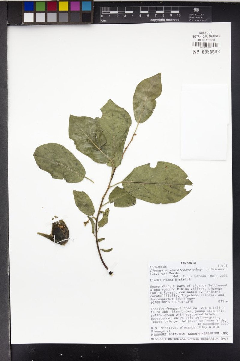 Diospyros loureiroana subsp. rufescens photo 3