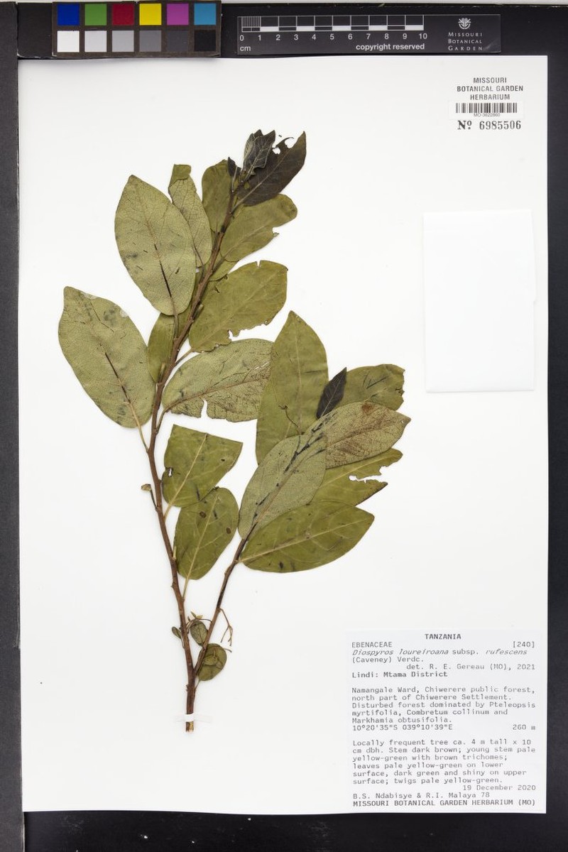 Diospyros loureiroana subsp. rufescens photo 4