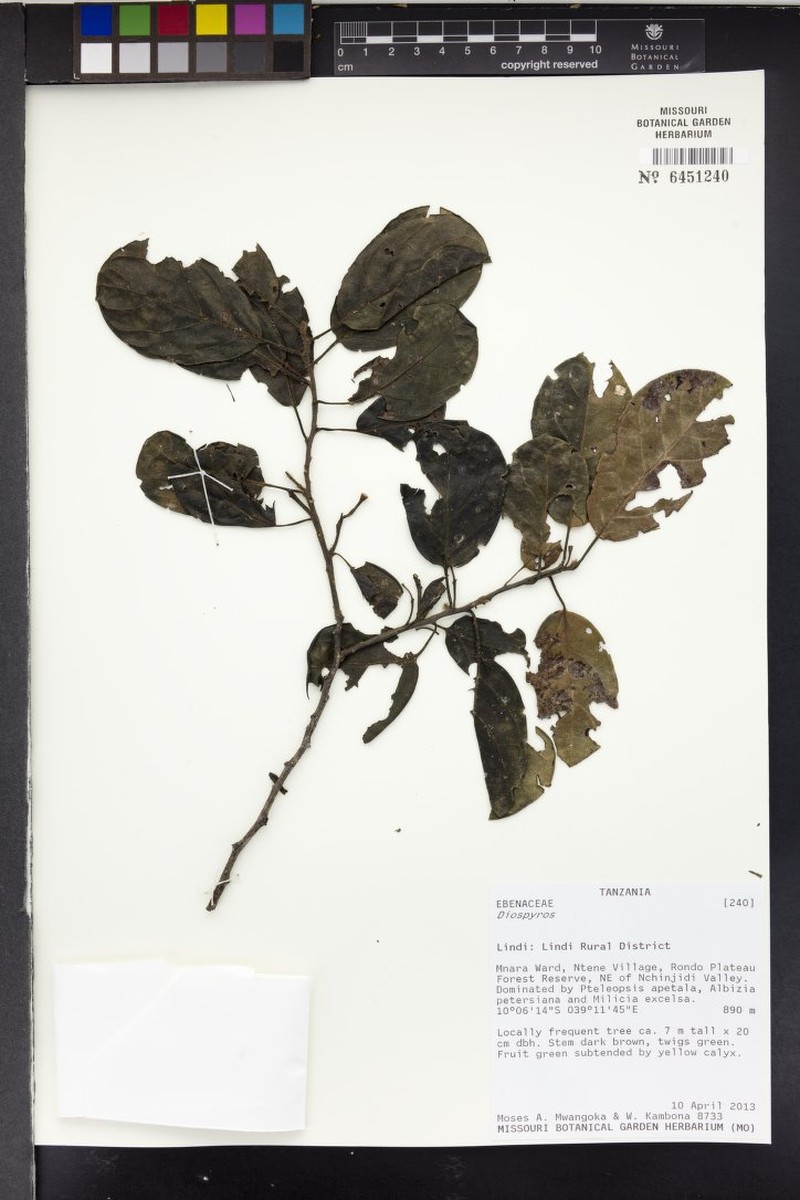Diospyros loureiroana subsp. rufescens photo 5