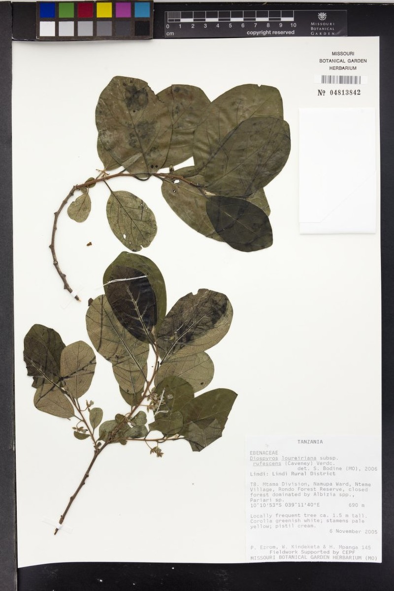 Diospyros loureiroana subsp. rufescens photo 6