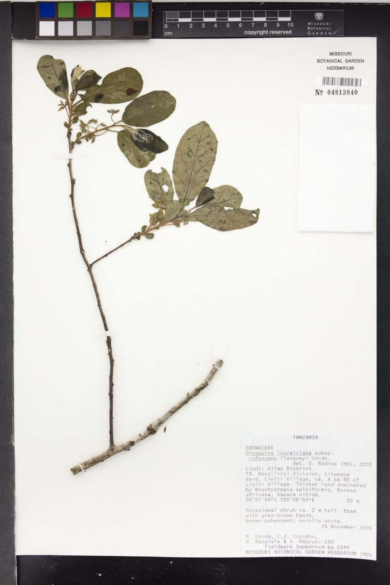 Diospyros loureiroana subsp. rufescens photo 7