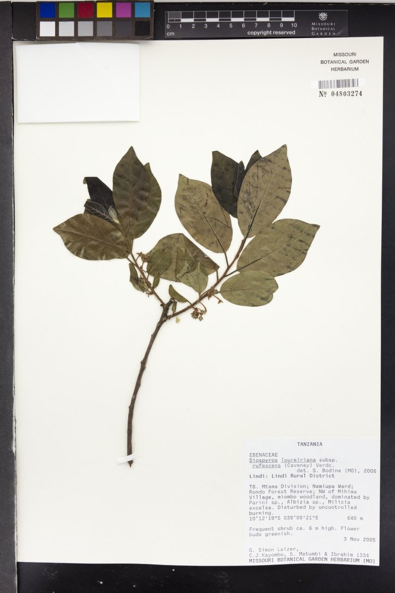 Diospyros loureiroana subsp. rufescens photo 8