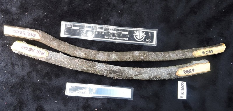 Diospyros louvelii