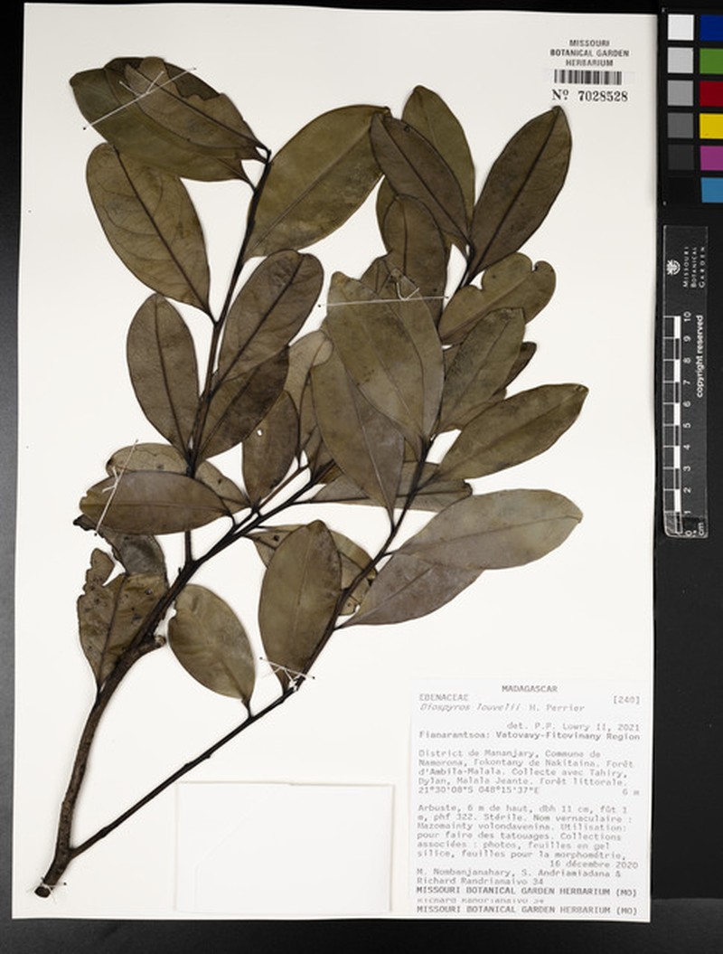 Diospyros louvelii photo 2