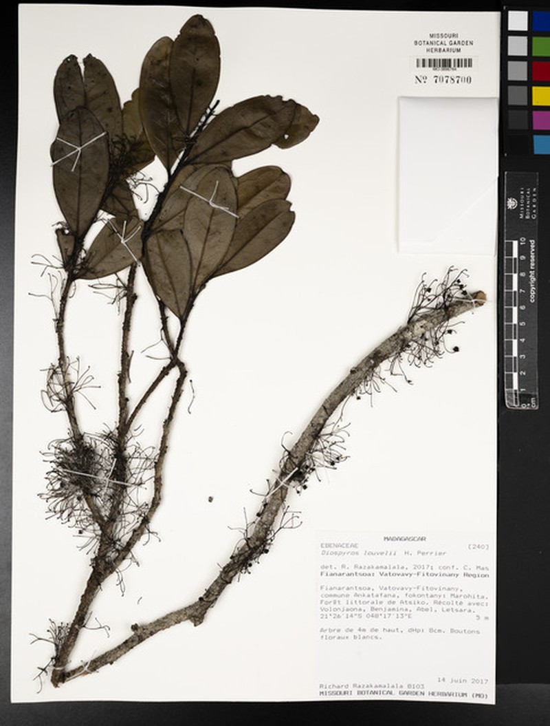 Diospyros louvelii photo 3